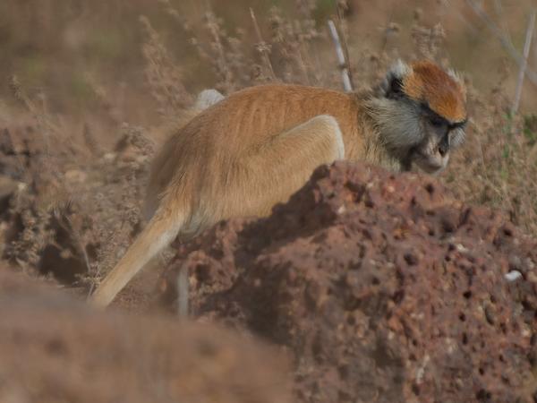 <h3><a href="/trips/gambia/biota/animalia/chordata/mammalia/primates/cercopithecidae/erythrocebus patas/erythrocebus patas-nl.html">Erythrocebus&nbsp;patas</a> / Patas&nbsp;monkey / </h3>OM-1 Mark II met OLYMPUS M.150-400mm F4.5 TC, 1/2000 sec  bij F5.6, ISO 640, afstand 48.9&nbsp;m